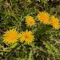 ❤グルチャ❤楽しめる人募集してます🌺 - 高崎市