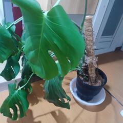 モンテスラ（観葉植物）