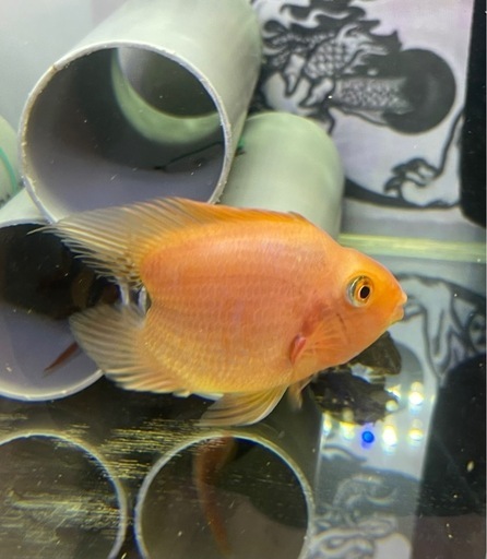 ノーテールパロット熱帯魚水槽大型魚 (F//S) 新潟のその他の中古 ノーテールパロット熱帯魚水槽大型魚 (F//S) 新潟のその他の中古