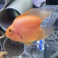 ノーテールパロット　熱帯魚　水槽　大型魚 