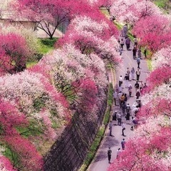【現5名残1】4/19@急募花桃の里&竜神 の滝＆奈良井宿@旅行...