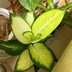 ランキングキーワードに紐づく投稿画像-観葉植物