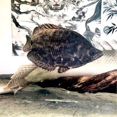 売約済　
レオパードクテノポマ　熱帯魚　大型魚　水槽