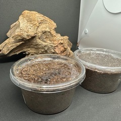 クワガタ【早いもの勝ち❗️】パラワンオオヒラタクワガタ幼虫×2  （クワガタ　カブトムシ専門） の画像