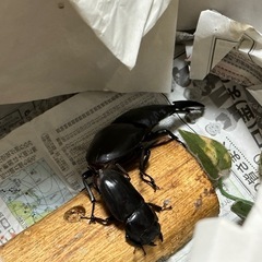 クワガタ【早いもの勝ち❗️】パラワンオオヒラタクワガタ幼虫×2  （クワガタ　カブトムシ専門） の画像