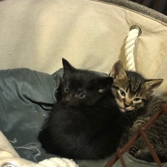 キジトラ、黒仔猫の里親さん募集🐱