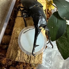 クワガタ【早いもの勝ち❗️】ギラファノコギリクワガタ幼虫×2  （クワガタ　カブトムシ専門）の画像