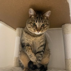 丸顔がとにかく可愛いキジトラ君 - 猫