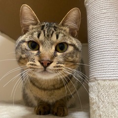 丸顔がとにかく可愛いキジトラ君 - 高松市