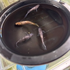 菊虎