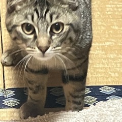 仮名3号　キジトラ　男の子　生後半年