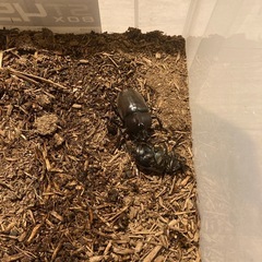 カブトムシ