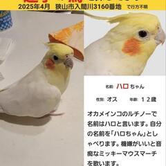 オカメインコを見つけたら連絡ください！
