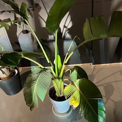 観葉植物　オーガスタの画像
