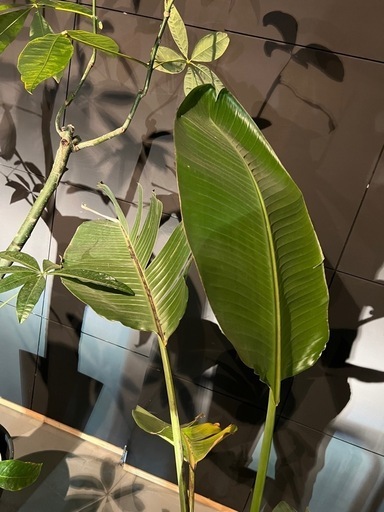 観葉植物　オーガスタ