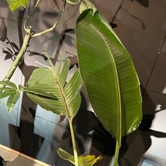 観葉植物　オーガスタの画像