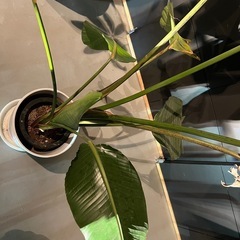 観葉植物　オーガスタの画像
