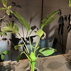 観葉植物　オーガスタの画像