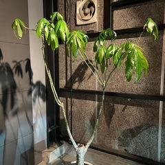 実生パキラ【花咲きます】の画像