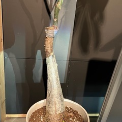 パキラミルキーウェイ　接木大型の画像