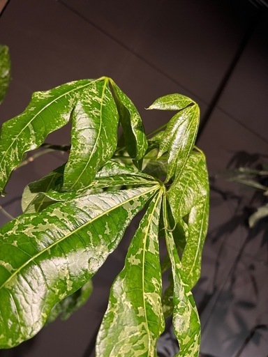 パキラミルキーウェイ　接木大型