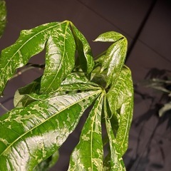 パキラミルキーウェイ　接木大型の画像
