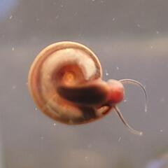 貝 平 カイ ヒラ ガイ 放流不可 アクアリウム水槽