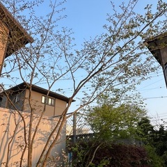 アオダモ　株立ち　
の画像