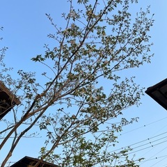 アオダモ　株立ち　
の画像