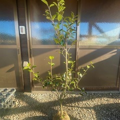 山茶花（サザンカ）の木の画像