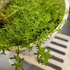 多肉植物　グランドカバー