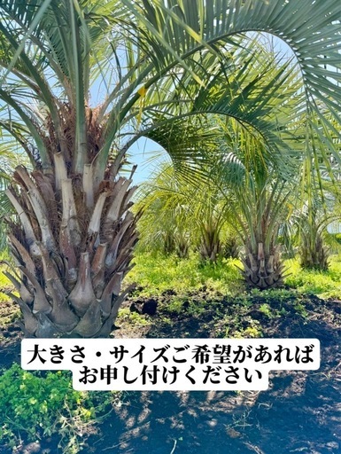 【即植えOK！選べるサイズのココスヤシ】