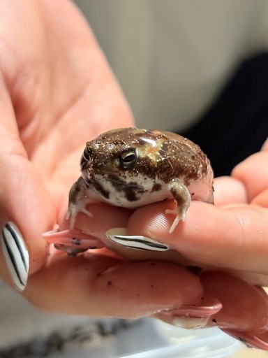 アメフクラガエル ラスト1匹！