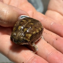 アメフクラガエル ラスト1匹！の画像