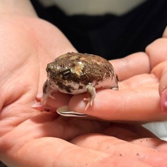 アメフクラガエル ラスト1匹！の画像