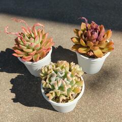 エケベリア12品種の画像