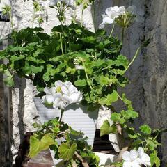 開花中　2鉢 ホワイト ゼラニウム 大株 白花 鉢花 植木