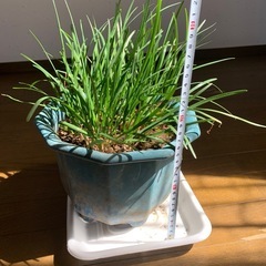 鉢植え　　ニラの画像