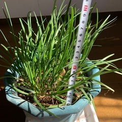 鉢植え　　ニラの画像