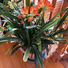 鉢植え各種