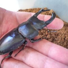 能勢産オオクワガタ♂84.6㎜　♀54.3㎜　R6生　成虫ペア　④の画像
