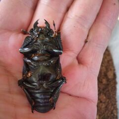 能勢産オオクワガタ♂84.6㎜　♀54.3㎜　R6生　成虫ペア　④の画像