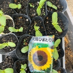 ひまわりの苗
