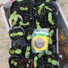 ひまわりの苗
の画像