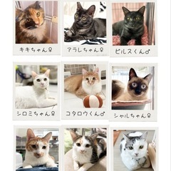 😸ふれあい💕保護猫譲渡会😸🏡中山公民館🐈‍⬛🐈 - 熊本市