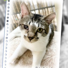 😸ふれあい💕保護猫譲渡会😸🏡中山公民館🐈‍⬛🐈 - イベント