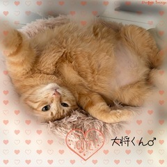 😸ふれあい💕保護猫譲渡会😸🏡中山公民館🐈‍⬛🐈 - その他
