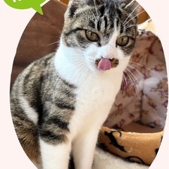 😸ふれあい💕保護猫譲渡会😸🏡中山公民館🐈‍⬛🐈 − 熊本県