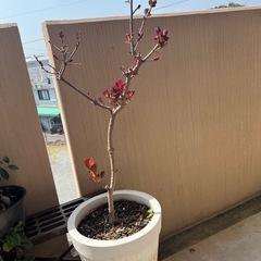 【スモークツリー】大人気のスモークツリー！   ガーデニング  植物の画像