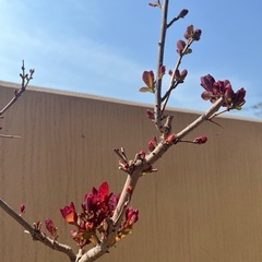 【スモークツリー】大人気のスモークツリー！   ガーデニング  植物